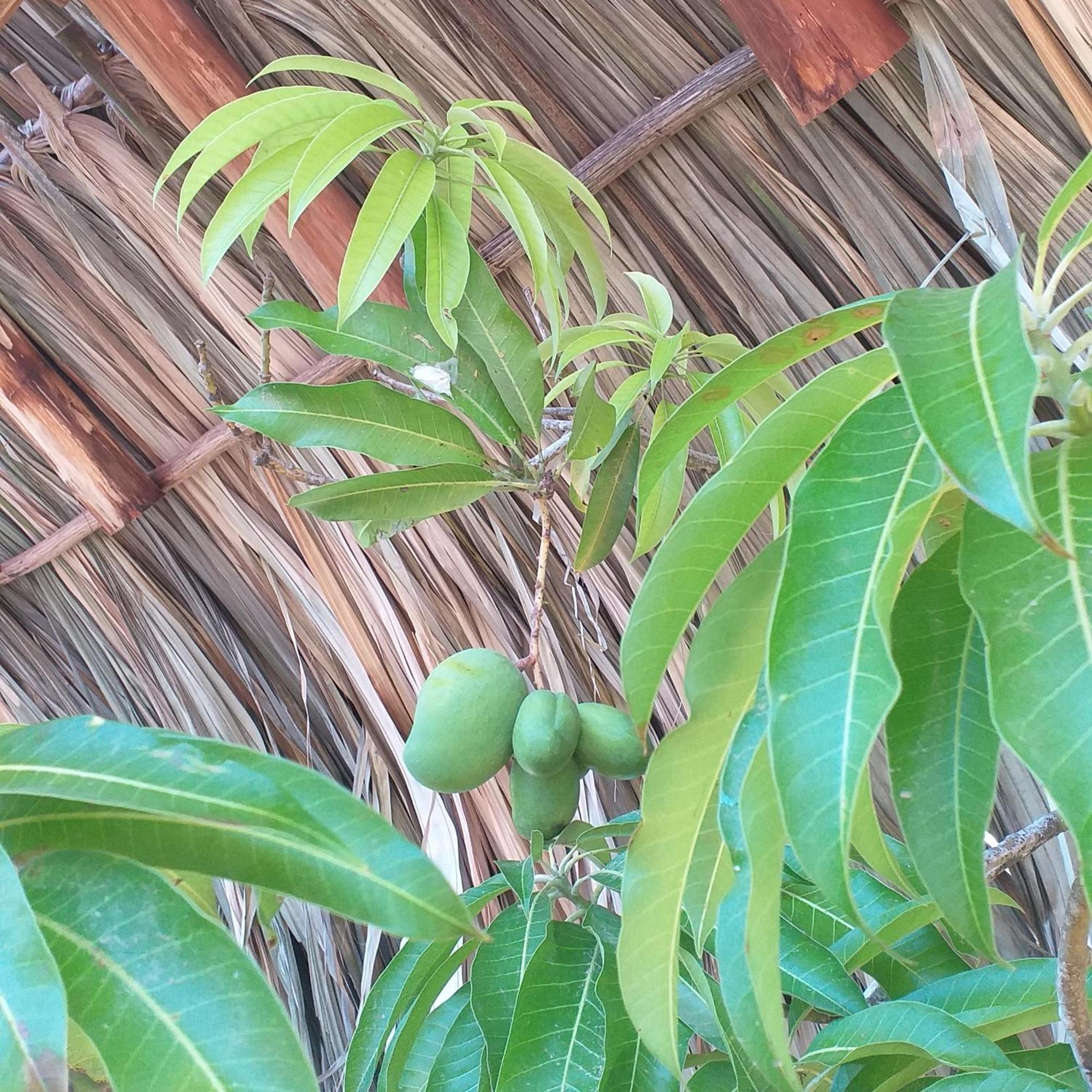 Hostel Nugeku Rincón エクステリア 写真